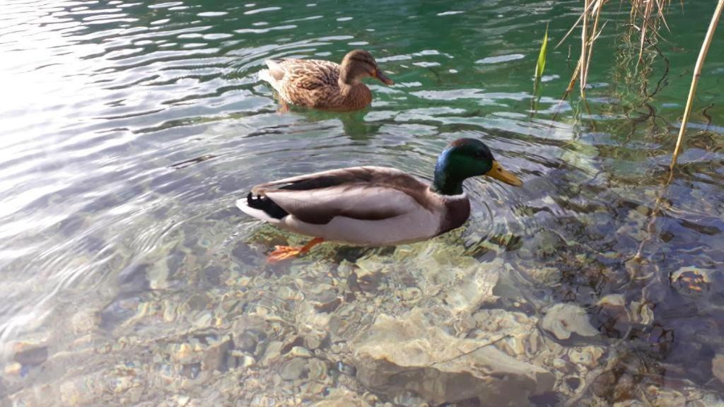 Apartman Black River Plitvička Jezera エクステリア 写真